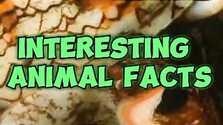 INTERESTING ANIMAL FACTS.