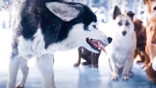 the  of the Wild. Зов предков. рекомендую к просмотру????????.