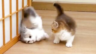 VERY FUNNY!!! This kitten was fighting with his own brother