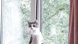This Cat Is Evolving_ ???? Best Video
