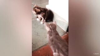 10-Minute Dose of Adorable Kittens _ CUTEST Kitten