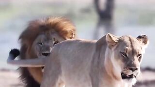 I love how even Lionesses barely stand their men ????