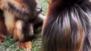 Monkey parent love their kid