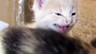 Kitten meows !Cat video ! Cat voice ! Cat Meowing ????