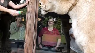 The worlds largest cat. Guinness, book of world records three times. Liger MyrtleBeachSafari