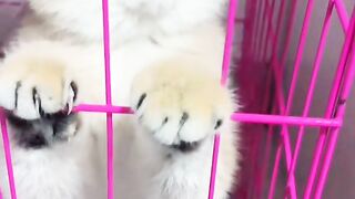 Cute cat meowing ! Cat video ! Cat voice ????????
