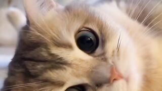 Beautiful Cat Meowing ????Cute Cat Voice !  Cat Video