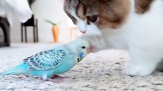 Cute Birds and Cat Video ! Cat and birds video