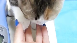 VERY SMART!! This cat learned to shake hands with its owner