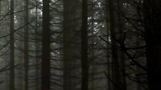 The whispering woods part 01