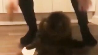 Funny and cute cats episode 1