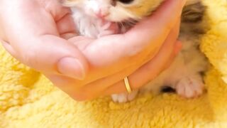 REALLY POOR!!! This cat is cold and has lost its mother????????