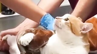 Funny animal videos episode 2