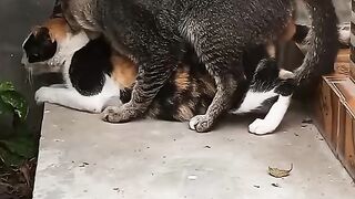Saat musim kawin tiba