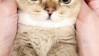 wide-eyed cute cat playing with its owner