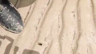 Bamboo clams are good at digging???? razor clams‼️