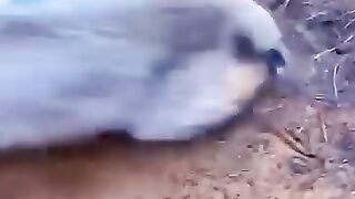 help animals