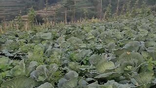 Asia farming