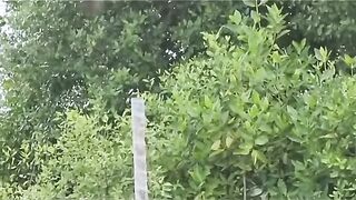 Kicau burung Kacer part 01