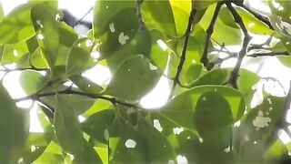 Kicau burung Kacer 02