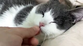 Viral Cat Vedios 2024