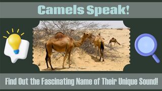 You Won't Believe the Name of the Sound Camels Make!