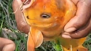 Traditional Hook Fishing in River #fish