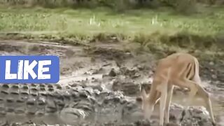 No:25 Crocodile attack on animal/Animal fight club