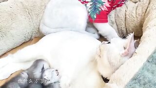 Funny Cat Video 2024