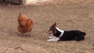 Chook vs Corgi vs Duck