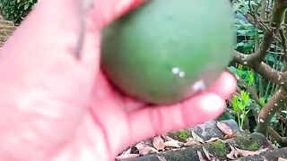 টক টক যাল যাল কমলা লেবু মাখানো ট্যাস্টি