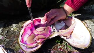 ???? Abundant Giant Clams in Wilderness Rivers Hold Dazzling, Charming Pearls