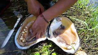 ???????????? Giant Clams Thriving in Clear Mountain Springs Nurture Priceless, Enchanting Pearls