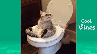 Try Not To Laugh Challenge - Funny Cat & Dog Vines compilation 2017 30