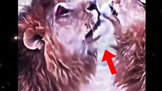 সিংহ কেন সিংহকে চাটে।শিক্ষারপথ #shortvideo