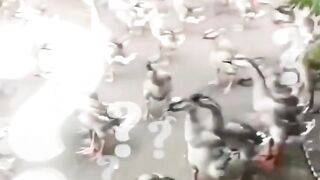 হাঁস বৃষ্টি তো উপরে কেন দেখে।শিক্ষারপথ #shortvideo