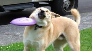 Funniest Animals ???? - Best Of The 2020 Funny Animal Videos ???? - Cutest Animals Ever 26