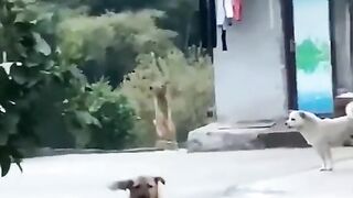 Funny dog