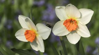 Nature beauty 0086