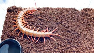 centipede vs scorpion