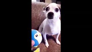 Funny Dogs In The News 2023: Funniest Videos Of All Time!