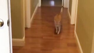 You laugh, You lose ???? Funniest Animals