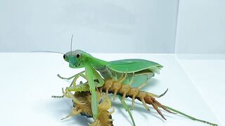 Centipede VS Mantis Centipede and Mantis Fight Centipede