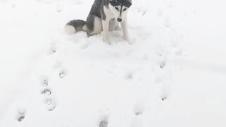 Will My Husky Come Inside During a Snow Storm Life With a Husky