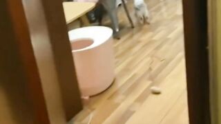 Best Funny Cats Videos ????New Funny Videos |Funny Videos
