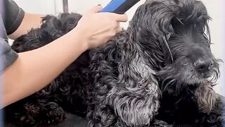 YOU WILL BE "SHOCKED" WITH THE TRANSFORMATION. ????❤️DOG GROOMING