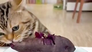Funny cat