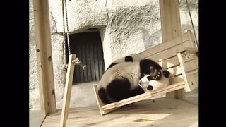 Cute pandas playing on slide