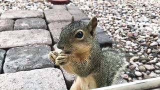 squirrel eating food