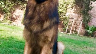 My dogs I love my dog